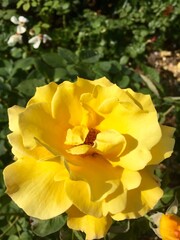 Large yellow flower with a green background
