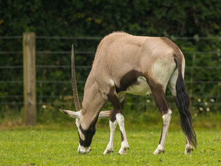 Obraz premium oryx algazelle