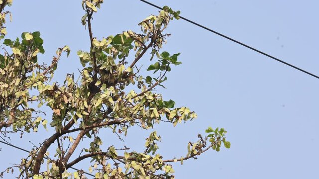 Butea monosperma pods in the tree. It is a  species of&nbsp;Butea&nbsp;native.  Its other names flame of the forest,&nbsp;and&nbsp;bastard teak. 
