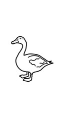 black and white duck illustration