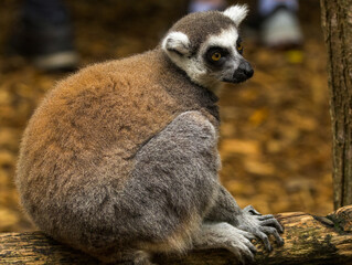 Fototapeta premium maki catta