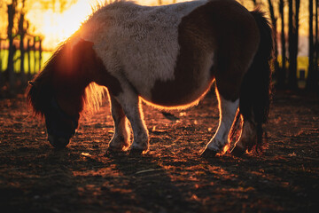 horse at sunset