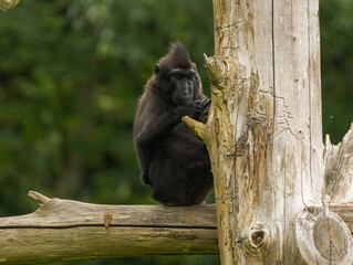 macaque à crête noire