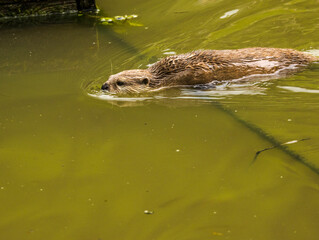 loutre cendrée