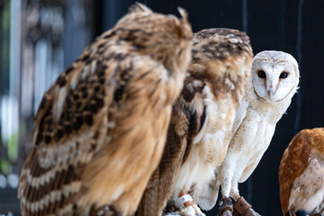 Potrait of a snowy owl 