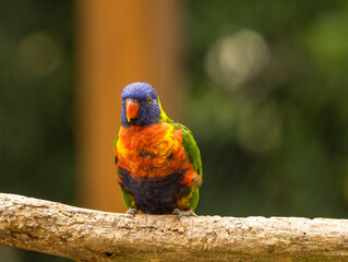 loriquet arc en ciel