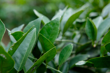 Luscious green leaves embrace sunlight