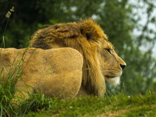lion
