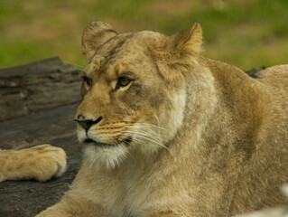 lion