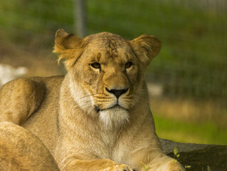 lion