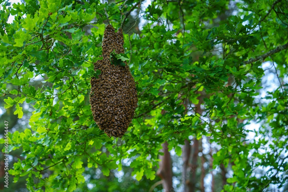 Poster observe a honeybee swarm on a tree branch in spring, highlighting their social behavior and essentia