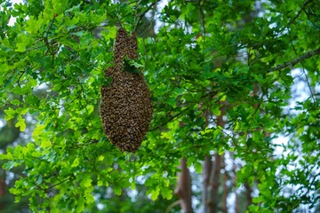 Observe a honeybee swarm on a tree branch in spring, highlighting their social behavior and...