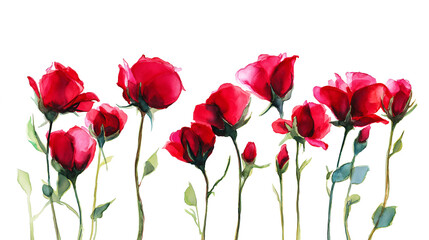 Obraz premium Watercolor painting of blooming red roses with lush green stems, isolated on a transparent background. Ideal for wedding invitations, floral packaging, and romantic design projects.