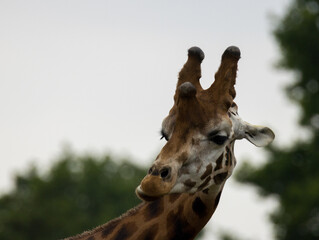 girafe