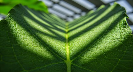 Vibrant Green Leaf Veins A Study in Natural Light and Shadow