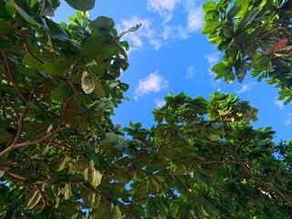 Fresh green leaves with bright blue sky and soft clouds in the background, creating a calm and...