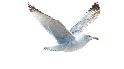 Obraz premium Flying Seagull with Open Wings Above Sea Foam on Transparent Background
