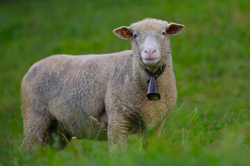 Obraz premium The sheeps in the meadows. Sheep with bell. Sheep pasture on an farm, close up. Sheep eating grass on a field. Sheep grazing in an alpine meadow.
