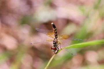 ハッチョウトンボのメス © Tozawa