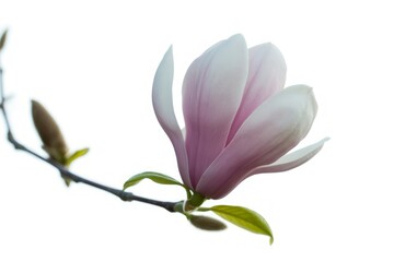 Delicate pink magnolia bloom on branch flower white