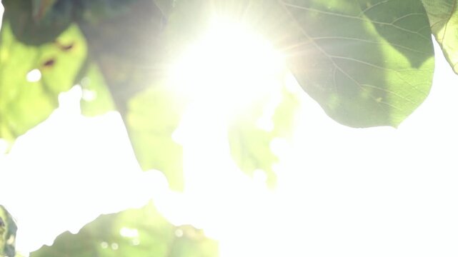 sunlight shining through green teak leaf in a peaceful natural setting, creating a warm and tranquil atmosphere in the early morning or late afternoon, bokeh nature tree blur with sunlight shining