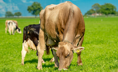 Dairy cow farming. Mammals grazing in the field. Cow on a ranch. Pasture filled with cows and calves. Bovine cow in the countryside. Field of grazing livestock. Grazing cow.