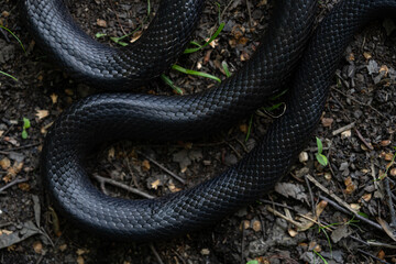 Black snake. Big black surface features scales, creating an exotic and dangerous aesthetic. Perfect for nature, wildlife, or design backgrounds. Forest Cobra. Black Cobra.
