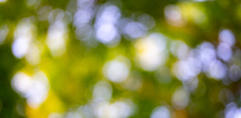 Obraz premium Blur green forest background. Blurred leaves form a green background. Forest background, lush green foliage. Greenery nature background. A soft-focus tree backdrop.