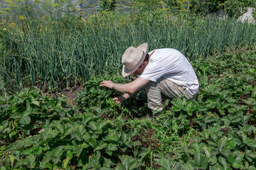 A gardener carefully inspects ripe strawberries in a lush, thriving garden setting.