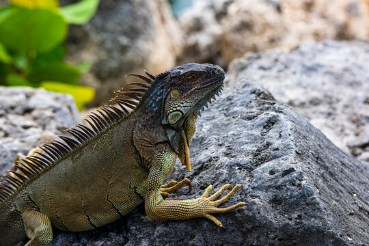 Close-up of the head of an iguana. Iguana dragon. Iguana lizard on a stone. Green lizards iguana. Big reptilian on an nature.