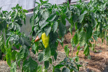 Vibrant bell peppers flourish on their plants in a well-maintained greenhouse, ready for harvest.