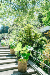 奈良の美しい岡寺の庭園