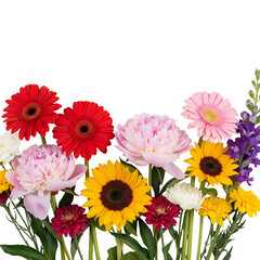 colorful gerber daisies