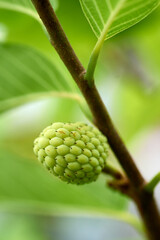 Close-up of a young green custard apple (Annona squamosa) growing on a tree branch.