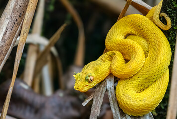 Eyelash Viper, Bothriechis schlegelii- Yellow-phase. Arenal, Costa Rica. May 2025