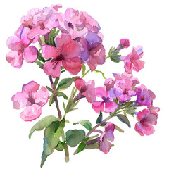 Watercolor phlox paniculata bloom on a transparent background