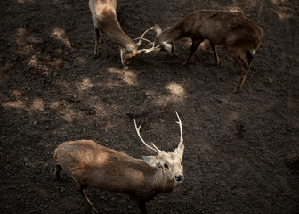 Deer engage in playful interactions on a forest floor during the afternoon in a tranquil natural...
