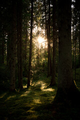 Obraz premium Sunlight filtering through tall trees in a serene forest during late afternoon hours