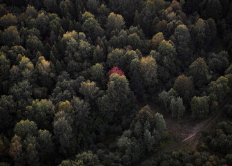 Vibrant red tree stands out amidst a lush green forest during the early hours of autumn