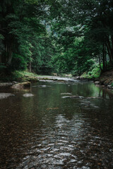 river in the forest