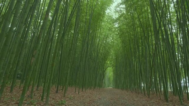 竹林の散歩道（岐阜県可児市　かぐや姫の散歩道）