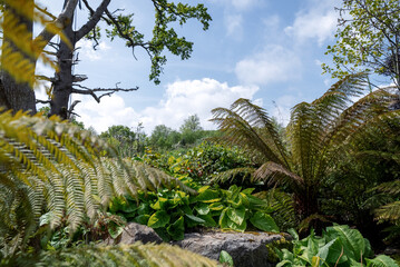 Lush greenery flourishes in a tranquil garden setting during a bright sunny day in spring showing...