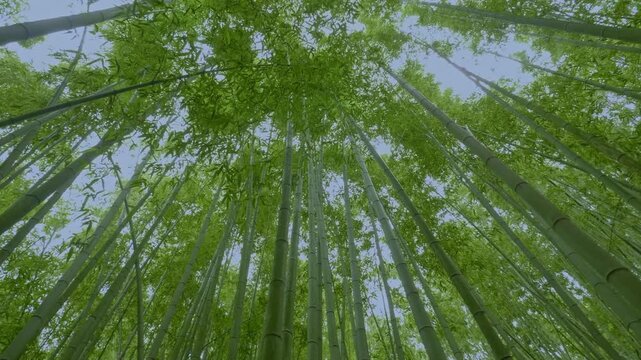 竹林の散歩道（岐阜県可児市　かぐや姫の散歩道）