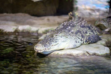 Crocodile lies on beach near the water