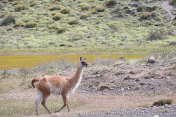 Guanaco close up photo in Peninsula Valdes, Patagonia, Argentina