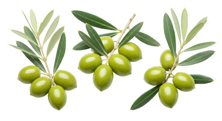 Three green olive branches with leaves on black isolated on a transparent background olives