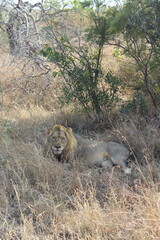 lion and lioness on safari