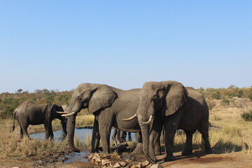 elephants in the savannah