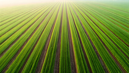 Obraz premium Aerial View of Lush Green Agricultural Fields at Sunrise, Showing Parallel Rows of Crops in Vibrant Spring Colors.
