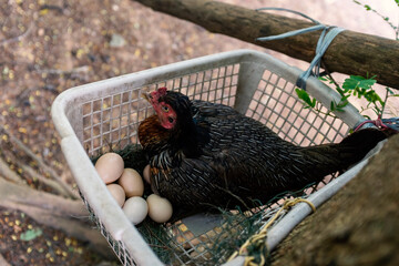 The hen